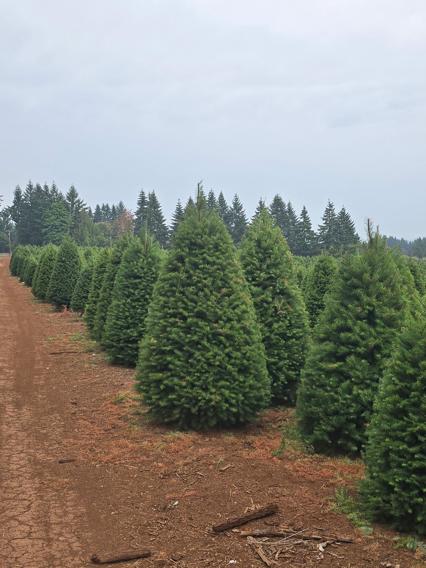Douglas Fir - St Bonaventure