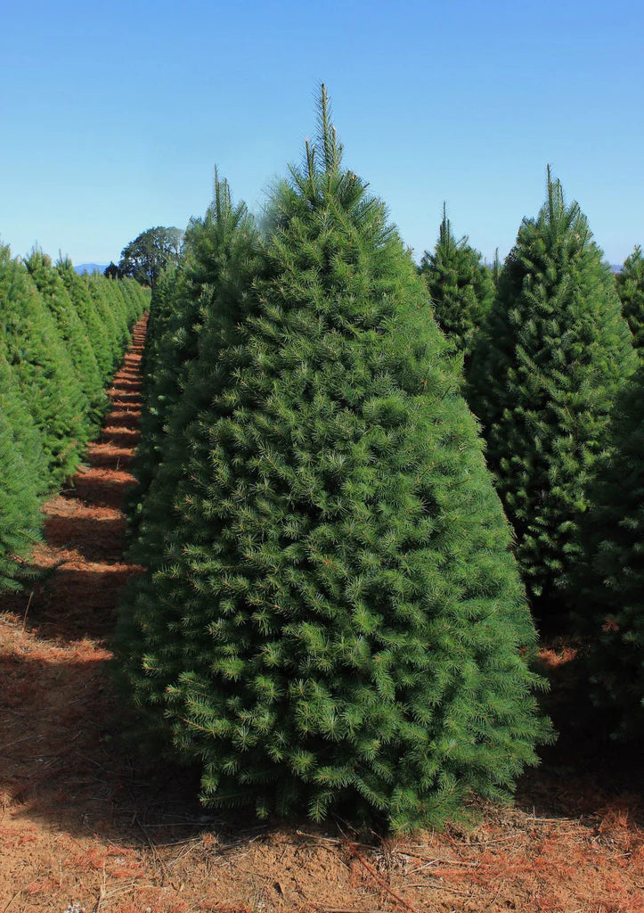 Douglas Fir - St Bonaventure