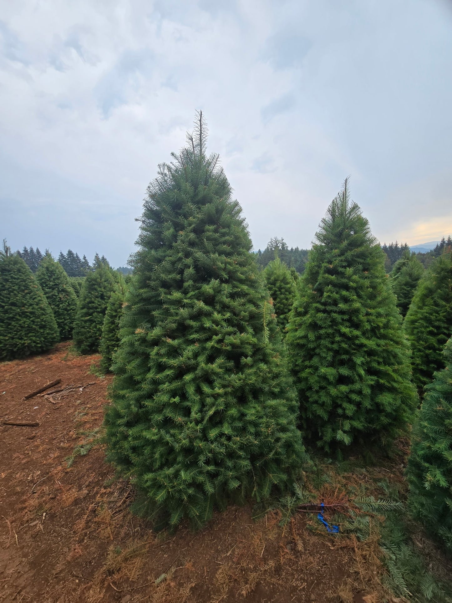 Douglas Fir - St Bonaventure