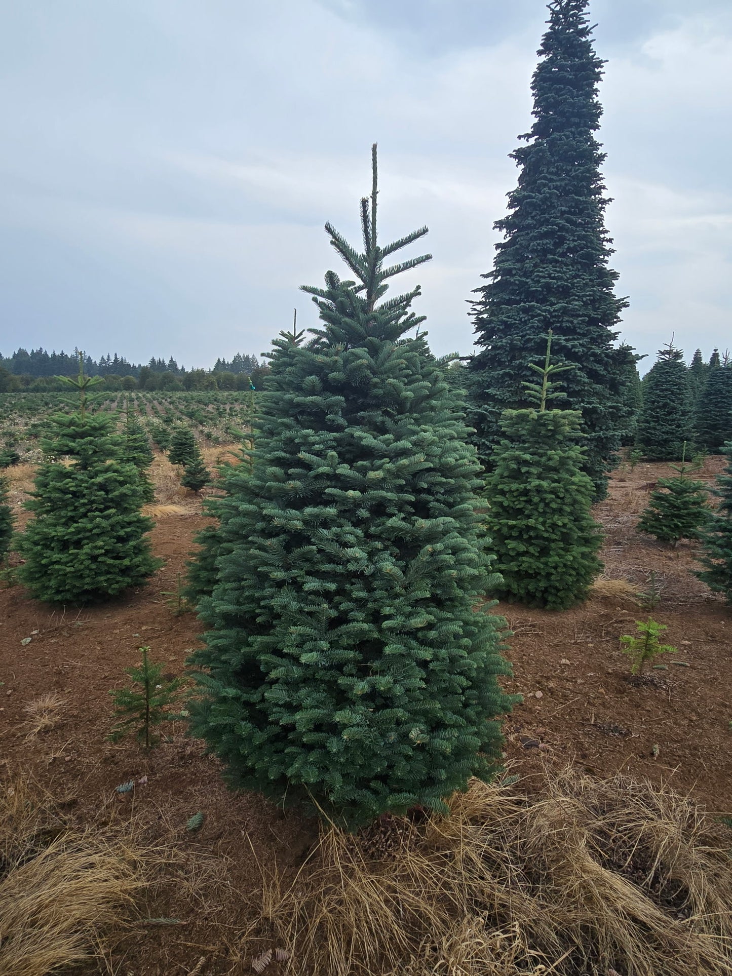Noble Fir