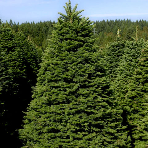 Nordman Fir